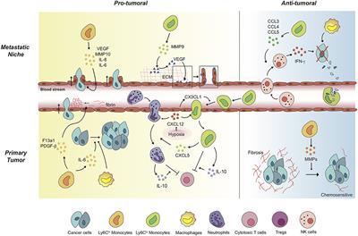 Context Drives Diversification of Monocytes and Neutrophils in Orchestrating the Tumor Microenvironment